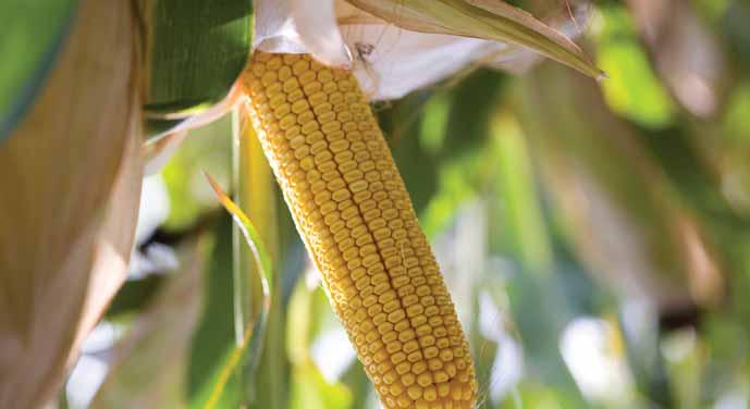 Dinamikus, erőteljes kezdeti fejlődési erélyű, középmagas méretű, robusztus megjelenésű kukoricahibrid, amelynek vitalitása már ránézésre szembetűnik.