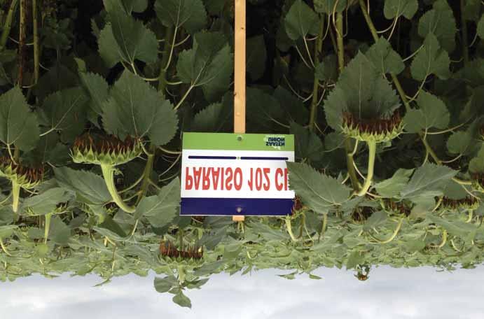 LINOLSAVAS NAPRAFORGÓ IMISUN PARAISO 102 CL kiemelkedô termôképesség és termésstabilitás robusztus növényfelépítés kiváló tolerancia a gombabetegségekkel szemben A SAATEN-UNION közép-európai