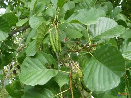 mint például az enyves égeren (Alnus glutinosa) vagy az erdei iszalagon (Clematis vitalba) További vektorok is közrejátszhatnak a