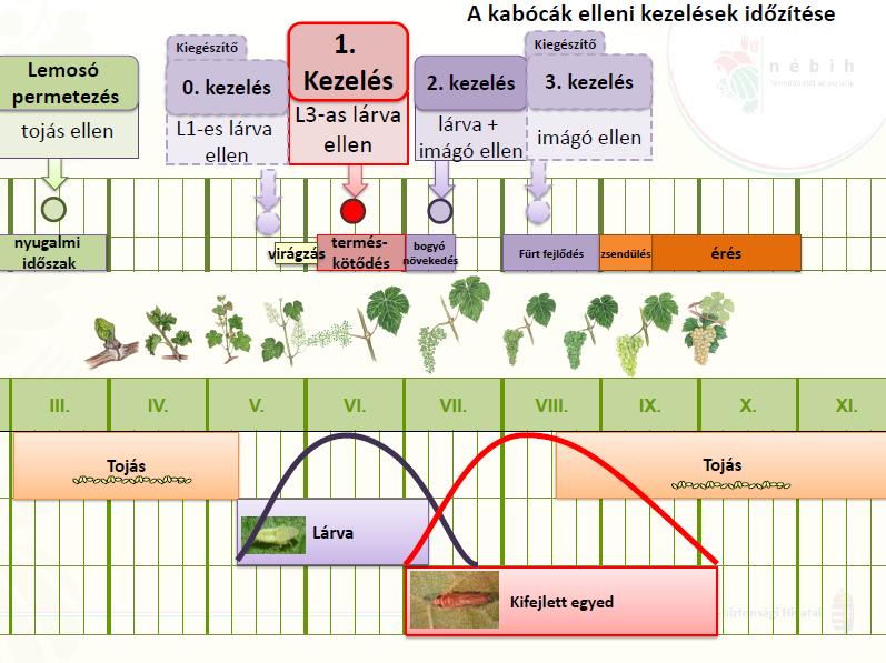 A vektor kabóca