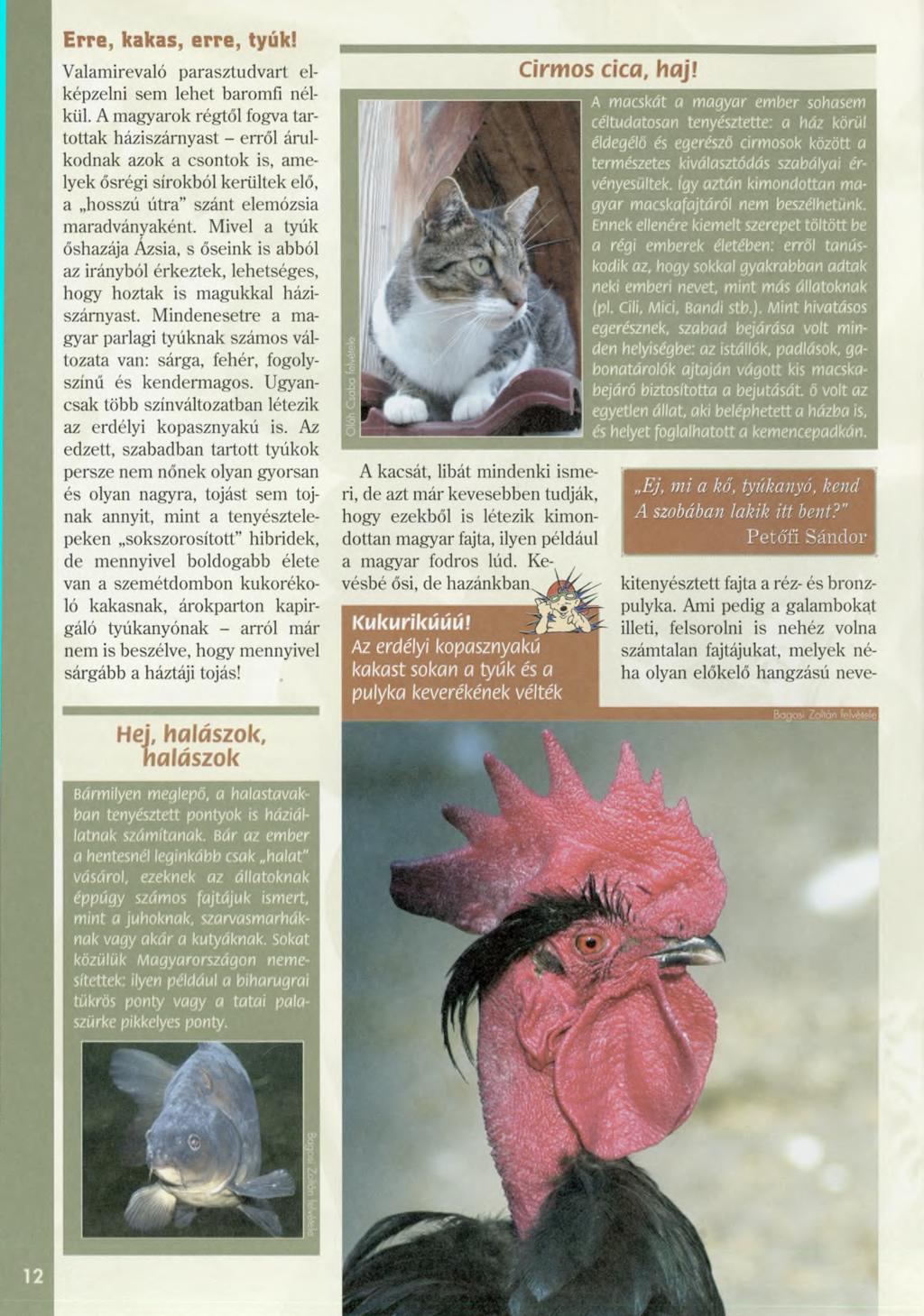 E rre, kakas, erre, tyúk! Valamirevaló parasztudvart elképzelni sem lehet baromfi nélkül.