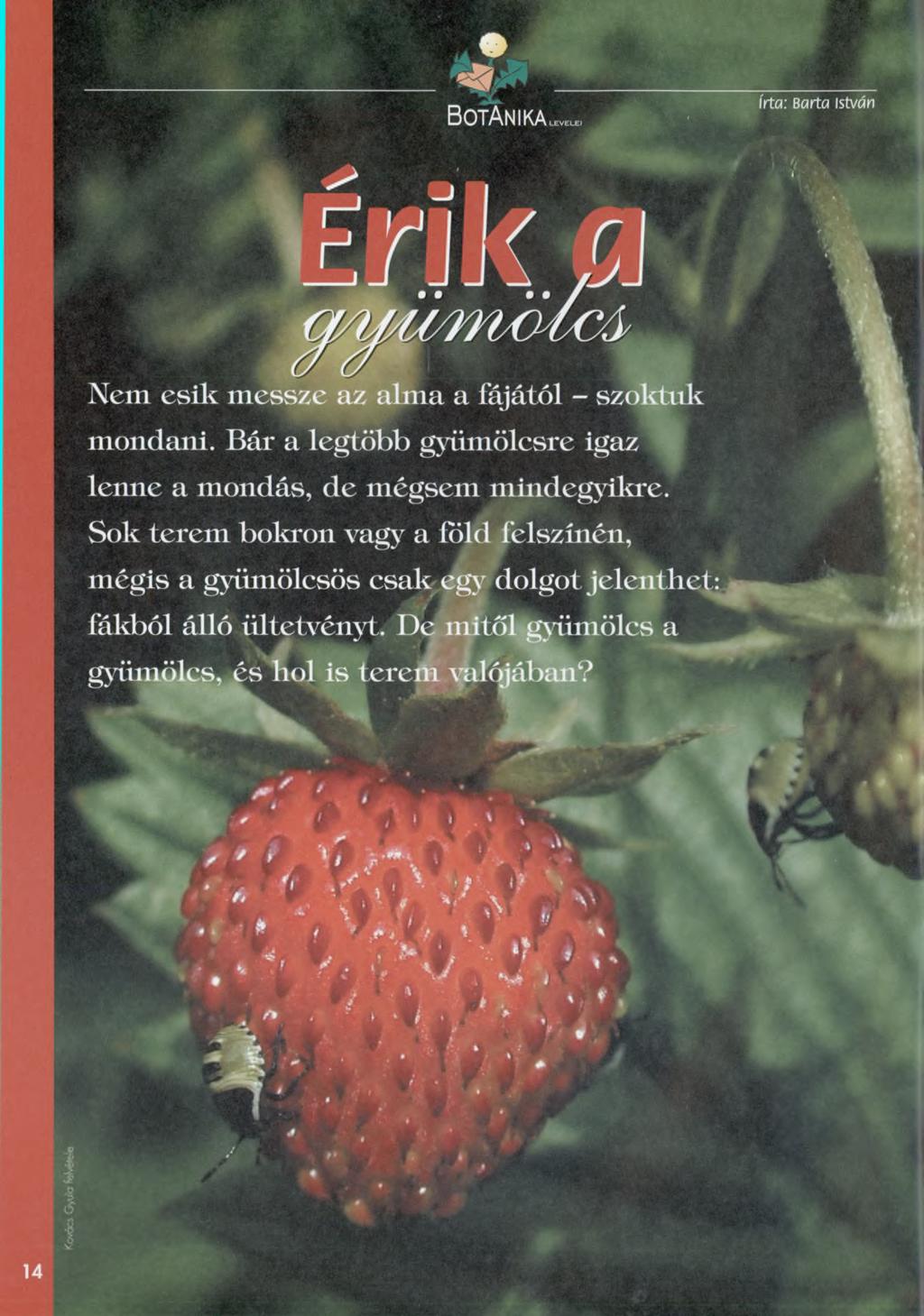 BotAnika irta: Barta István Nem esik m essze az alm a a fájától - szoktuk m ondani. B ár a legtöbb gyüm ölcsre igaz lenne a m ondás, de m égsem m indegyikre.