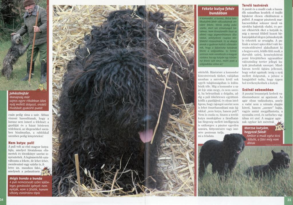 Juhászbojtár Manapság már sajnos egy re ritkábban látni nyáj mellett dolgozó, eredeti hivatását gyakorló pumit csain pedig sima a szőr.