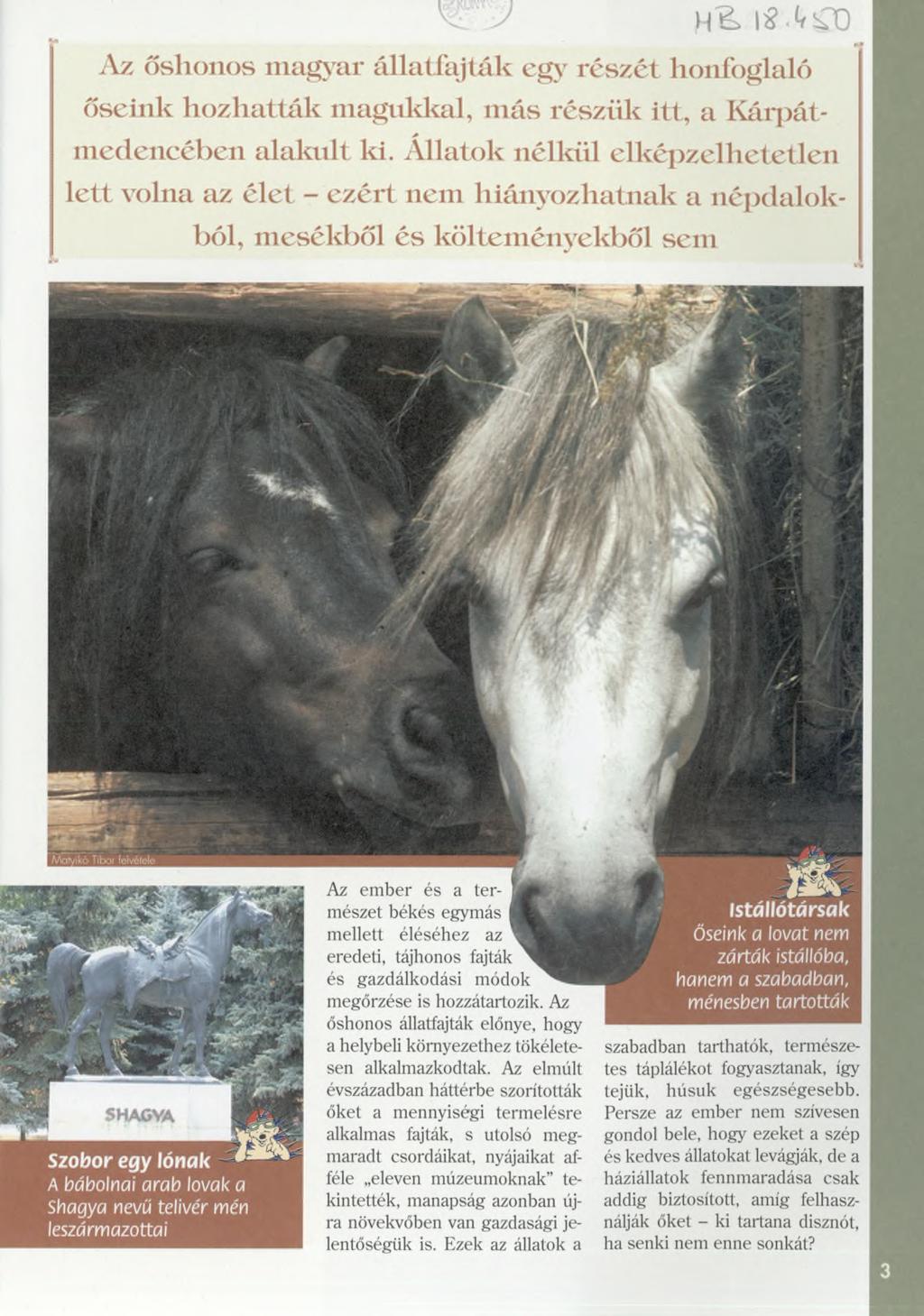 A z őshonos magyar állatfajták egy részét honfoglaló őseink h o zh atták m agukkal, m ás részük itt, a Kárpátm edencében alakult ki.