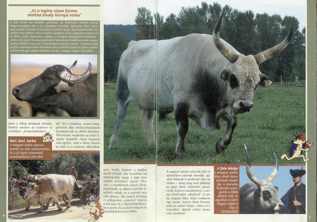 Ez a legény olyan form a, m inth a bivaly bomyw volna" A házi bivaly őse Indiából származik, de történelmi emlékek szerint Magyarországon már a XI. században tartották.