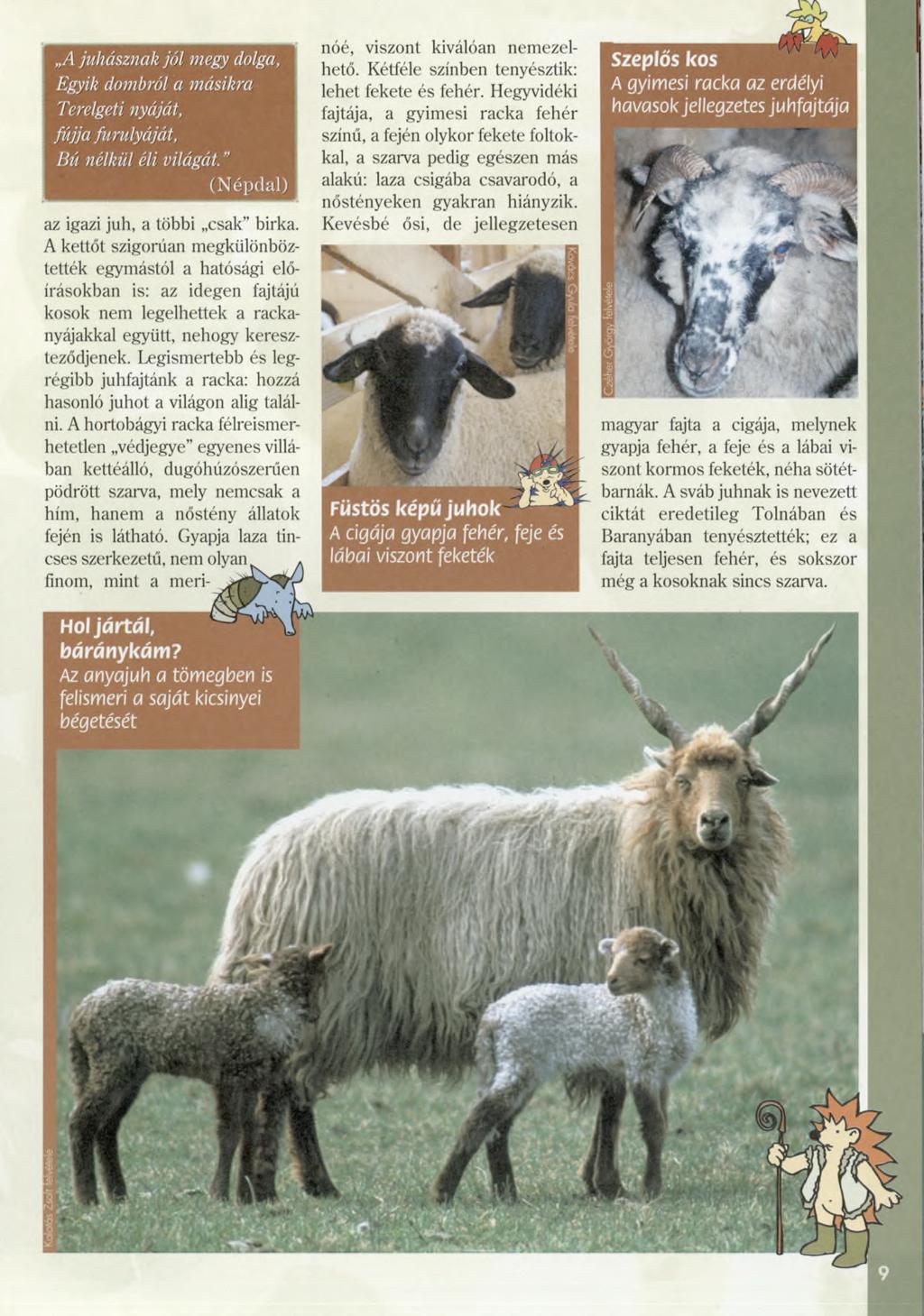 A juhásznak jól megy dolga, Egyik dombról a másikra Terelgeti nyáját, fújja furulyáját, Bú nélkül éli világát. (N épdal) az igazi juh, a többi csak birka.