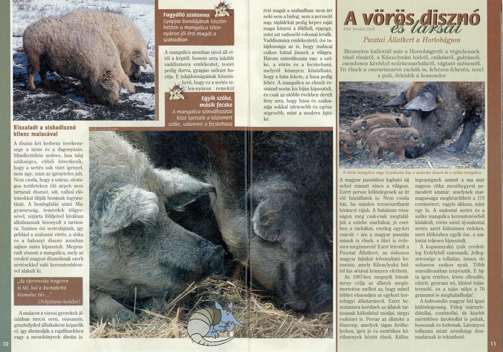 Elszaladt a siskadisznó kilenc malacával A disznó két kedvenc tevékenysége a túrás és a dagonyázás.