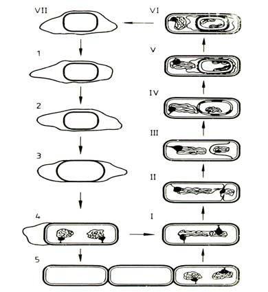 thuringiensis nevet kapta. (Lambert és Peferoen, 1992). Azóta a Bacillus thuringiensis fajnak legalább 34 alfaját (szerotípus, változat) és több mint 800 törzsét ismerjük (de Barjac és Frachon, 1990).