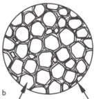 α dendrit α