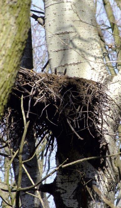 (Phasianus colchicus) és a különböző vadrécefajok dominálnak, de egyik költőpárnál sem figyeltem meg specializációt, hiszen rendkívül változatos a zsákmányolt madárfajok listája.