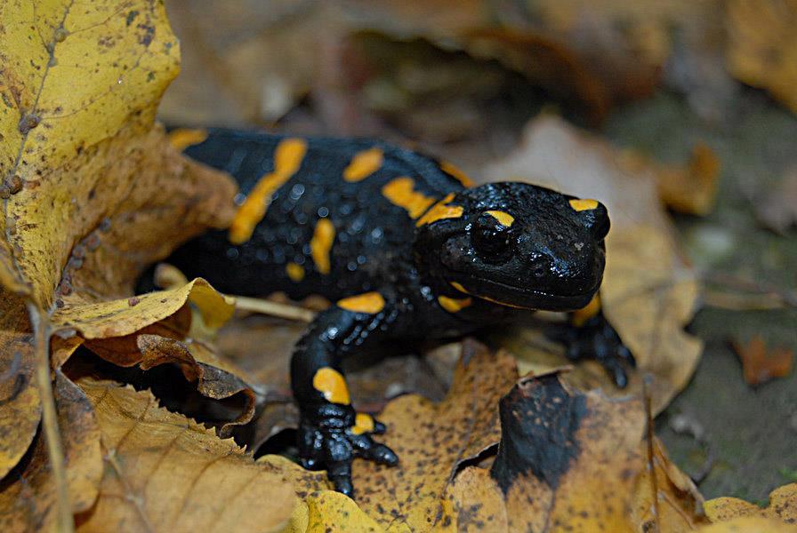 Vörös J., Szabó K., Kiss I., Schweiger S. & Jelic D: A foltos szalamandra (Salamandra salamandra) populációszerkezete a Kárpát-medencében. VII.
