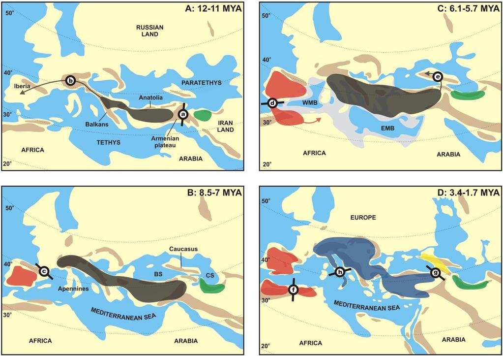 3. ábra. A főbb fajképződési események paleogeográfiai rekonstrukciója. Piros - B. spinosus, zöld B. eichwaldi, black ancestor of B. bufo + B. verrucosissimus, kék B. bufo, sárga B.