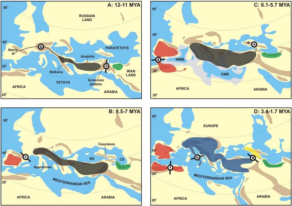 3. ábra. A főbb fajképződési események paleogeográfiai rekonstrukciója. Piros - B. spinosus, zöld B. eichwaldi, black ancestor of B. bufo + B. verrucosissimus, kék B. bufo, sárga B.