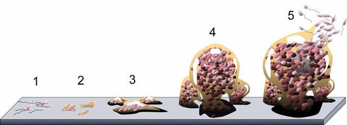 A biofilm kialakulásának