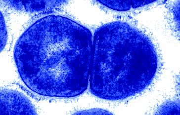 RÁGCSÁLÓK ÉS NYÚL TERJESZTETTE BAKTERIÁLIS ZOONÓZISOK STREPTOCOCCOSIS Kórokozó: Streptococcus ssp, pl. S. moniliformis (G poz, 30 species, α-/ßhemolizáló, A-D csop), emberi/állati nyálkahártyák epiphyta lakója Gazda: α-hemolizáló patogén S.