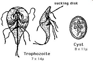 RÁGCSÁLÓK ÉS MÁS ÁLLATFAJOK: KUTYA, MACSKA TERJESZTETTE PROTOZOON ZOONÓZISOK GIARDIOSIS lehetséges enteralis zoonózis Kórokozó: Giardia genus tagjai (A-G species); zoonotikus potenciál: G.