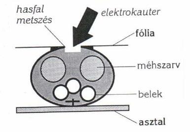 (Élő) kísérleti állat fertőzésmentesítése (REDERIVÁLÁS) Cél: jobb higiénés fokozatú