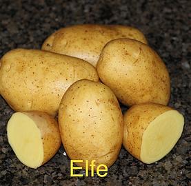 Elfe