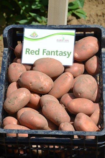 Red Fantasy