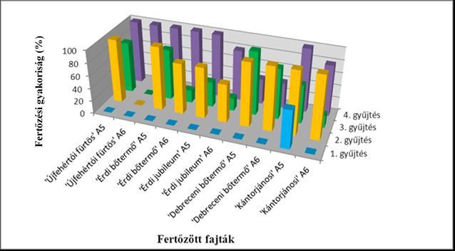 Az intenzív növekedés fázisában (a kötődést követően 14-19 nappal) már valamennyi fajta fertőzhető volt mesterségesen a kórokozóval, kizárólag az Újfehértói fürtös fajta növekvő gyümölcseit nem