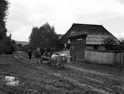 27. kép. Ökrös fogat az akkor még önálló Csíksomlyón, a Kájoni János utcában, 1941-ben (Fotó: FORTE- PAN / Adományozó: Lissák Tivadar) 29. kép. Szántás eketaligával 1988-ban (Fotó: FORTEPAN / Adományozó: Urbán Tamás) 28.