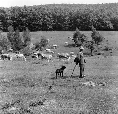 31. kép.