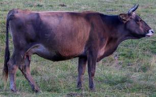 Bogár