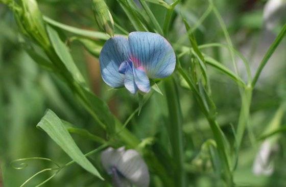 Szegletes lednek /Lathyrus sativus/ Az ökológia másodvetésekben egyre népszerűbbek a pillangós fajok. Ezen növények egyike a szegletes lednek is.