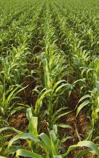 KUKORICA VETŐMAGOK SY Arioso Gyors kezdeti fejlődésű, átlagosnál kicsit magasabbra növő korai kukorica. Érésidejét meghazudtoló termőképességgel rendelkezik.