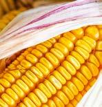 KUKORICA VÉDELME I CSÁVÁZÓSZEREK Cukorrépa és kukorica csávázására használható piretroid típusú rovarölő csávázószer.
