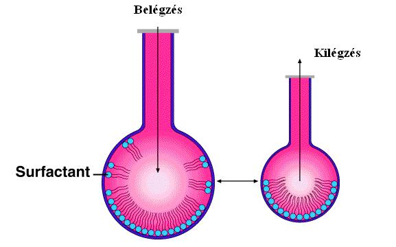 IV. B. Surfactant (felületaktív anyag) Ahhoz, hogy egy újszülött viszonylag könnyen tudjon lélegezni, az szükséges, hogy a tüd k léghólyagjai leveg vel telve nyitva tudjanak maradni.