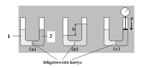 5. Tekintsd meg az alábbi ábrát, majd magyarázd meg az eddigi ismeretek alapján, hogy milyen összefüggést mutat be! Effúzió http://www.chem.tamu.edu/class/majors/tutorialnotefiles/graham.