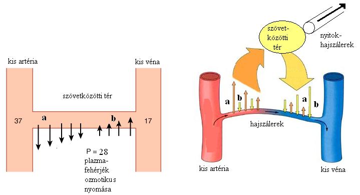 Az ábra a hajszálerek és a sejtek közötti tér áramlási viszonyait mutatja be. 17. A két ábrát összevetve mire utalnak a kisbet k (a és b)? A. Az a az ozmózisnyomást, a b vérnyomást mutatja B.
