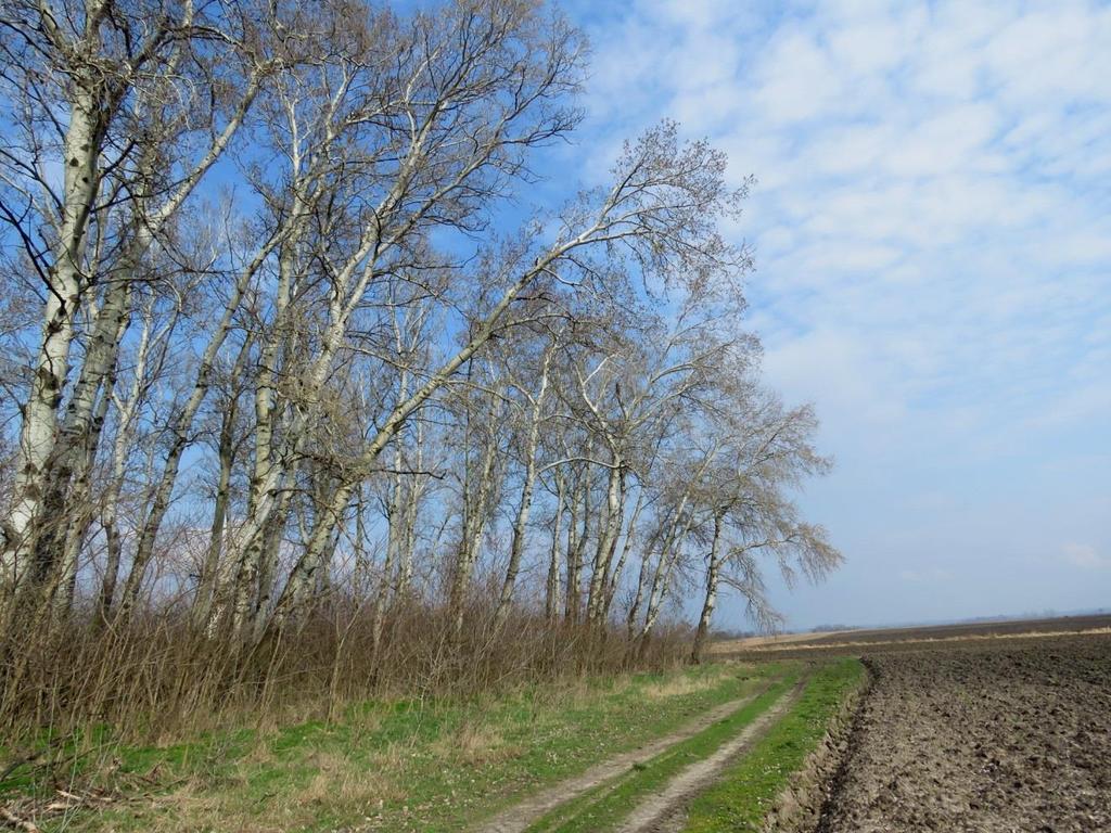 április közepén kezdődik, a kotlási időszak 15-16 nap, a fiókák 20-22 napig maradnak az odúban. Mind a két szülő kotlik és részt vesz a fiókák etetésében. 2. kép.