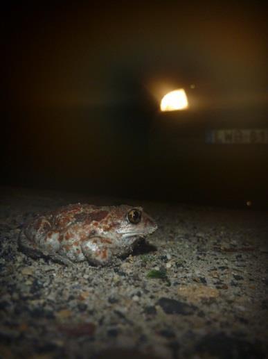 Vöröshasú unka (Bombina bombina) - Zöld levelibéka (Hyla arborea) 1 Fürge gyík (Lacerta agilis) 8 Mocsári teknős (Emys orbicularis) 10 Vízisikló (Natrix natrix) 8 3.