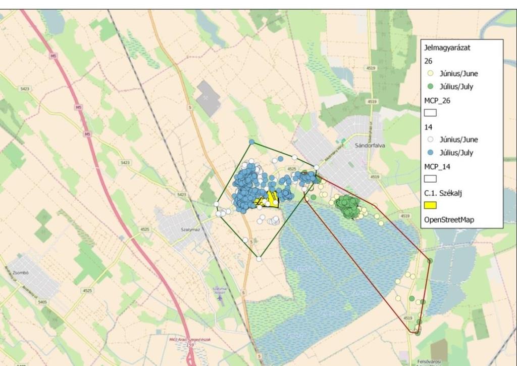 C.1. Szaporhegy Bár a jelölt szalakóta költése nem volt sikeres, a madár ragaszkodott a projekt-területhez és egyben