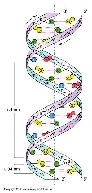 GENETIKUS ALGORITMUSOK Egyed a rendszer szerveződési egysége, mely génjei által meghatározott tulajdonságokkal bír; szaporodásra, kereszteződésre és mutációra képes.