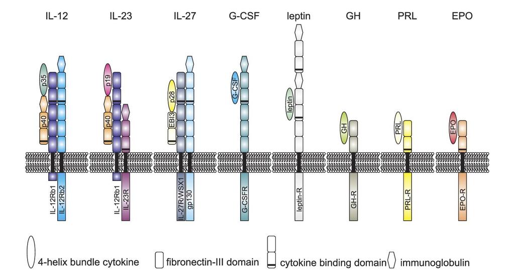 A leptin receptora a