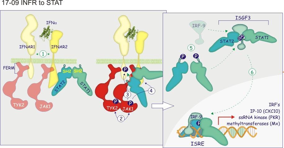 Leptin receptor szignál transzdukció JAK: Janus kinase
