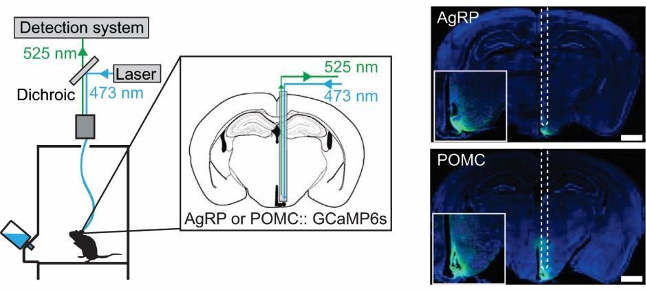Neuronális aktivitás fluoreszcenciával való mérése kalcium szenzor fehérjével: fiber photometry Chen C, Ling