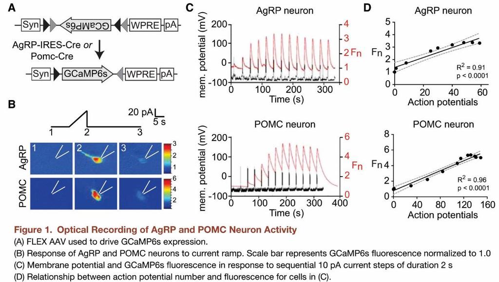 Neuronális aktivitás fluoreszcenciával való mérésének