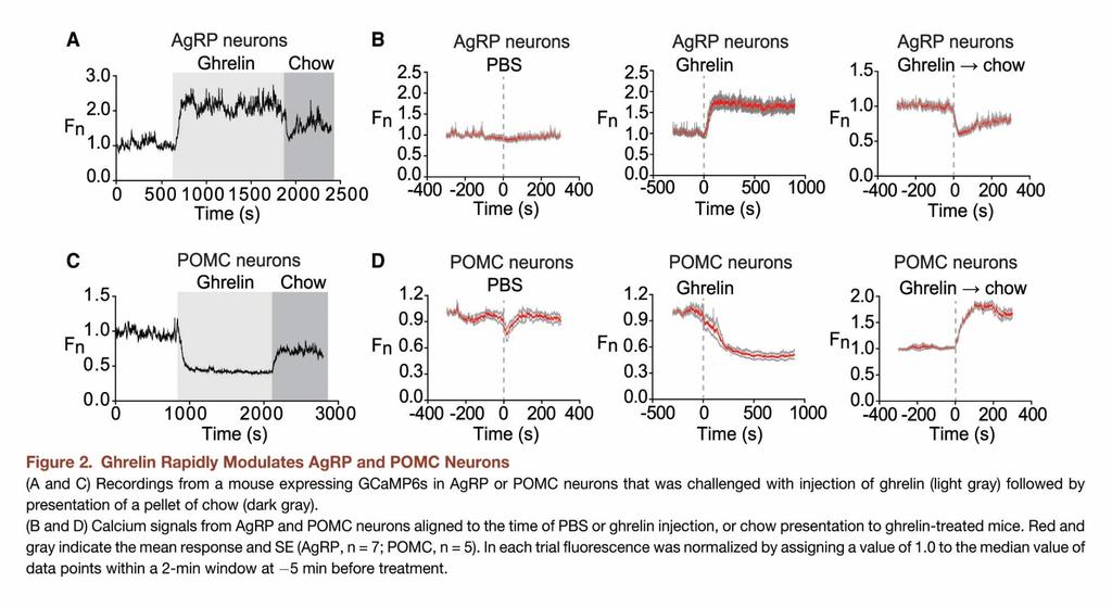 Ghrelin hatása AgRP és POMC neuronok aktivitására Chen C, Ling YC, Kuo TW, Knight ZA