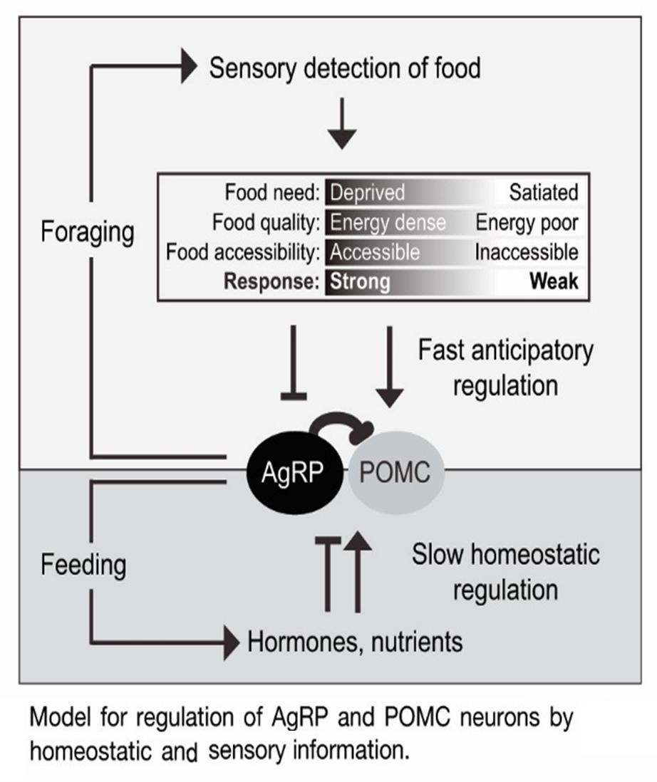 Az AgRP és POMC neuronok szerepe a táplálkozási ciklus alatt Gyors idegi