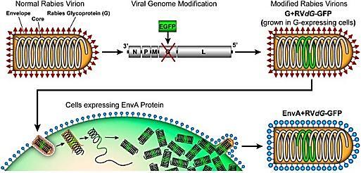 A veszettség vírusának Env A burkot tartalmazó pszeudotípusa (EnvA-pseudotyped SADΔG-GFP) EnvA: Envelope protein from avian sarcoma/leukosis
