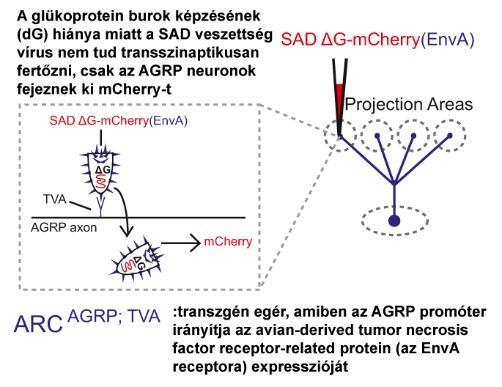 Az AgRP neuronok projekcióinak vizsgálati terve Betley JN et al (2013) Parallel,
