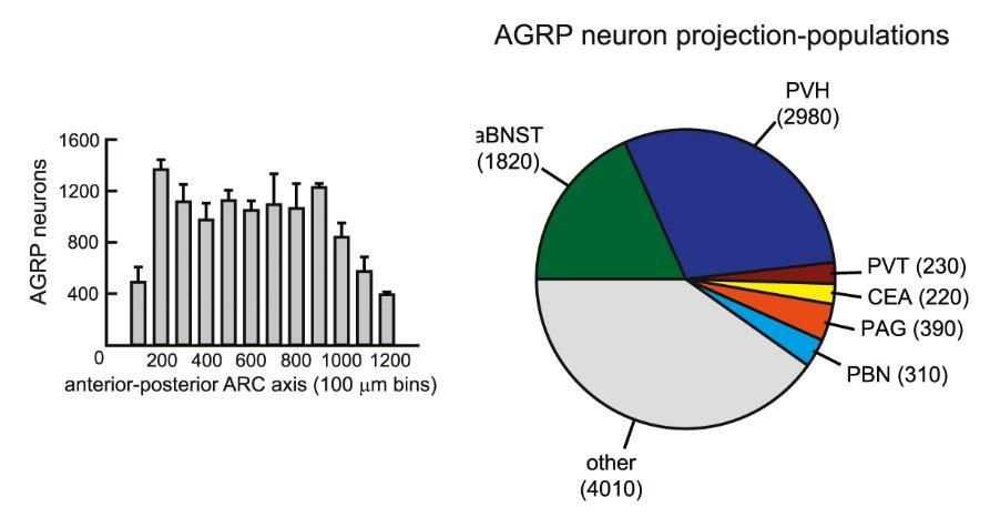 Különböző területre vetülő AgRP neuronok száma Betley JN et al (2013) Parallel,