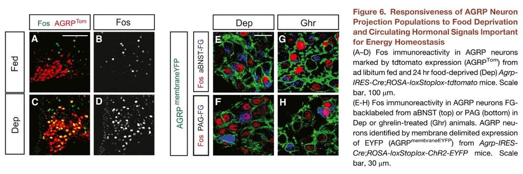 Különböző területre vetülő AgRP neuronok éheztetés hatására bekövetkező aktivációja AgRP sejtek Fos aktivációja éhezés (food depriváció) hatására BNST-be és PAG-ba vetülő