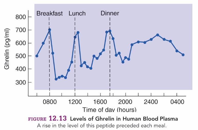 Ghrelin szint emberben a napi étkezési ciklus