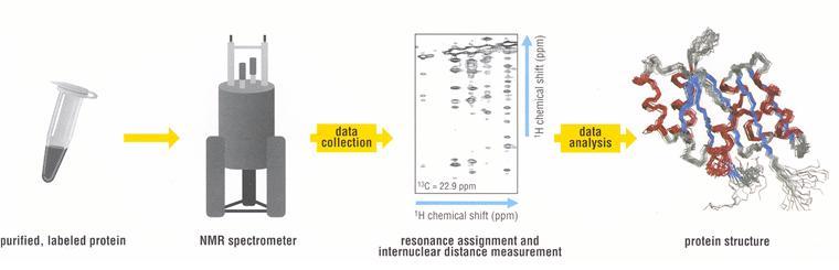 Az NMR szerkezetanalízis lépései Az NMR esetében nem kell kristályokat használni, a fehérjék természetes vizes környezetükben tanulmányozhatók, viszont a mérés és az analízis exponenciálisan