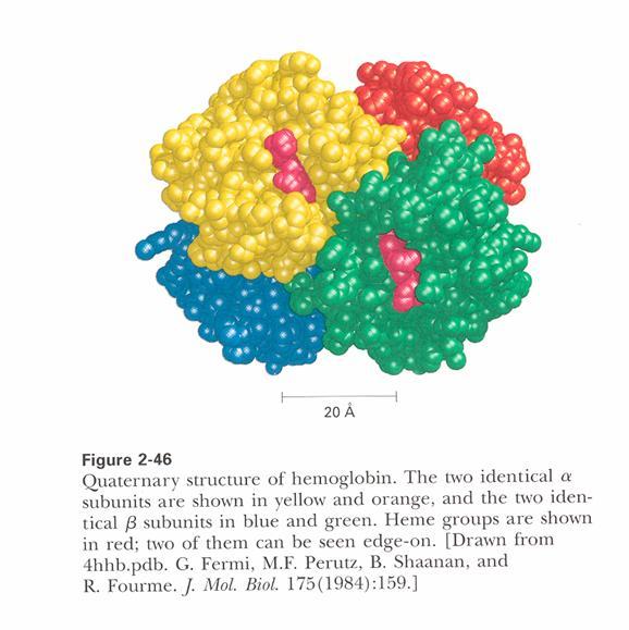 Negyedleges szerkezet A több polipeptidláncból (alegységből) felépülő fehérjék és fehérjekomplexumok esetében beszélhetünk negyedleges szerkezetről, ami alatt az egyes alegységek relatív